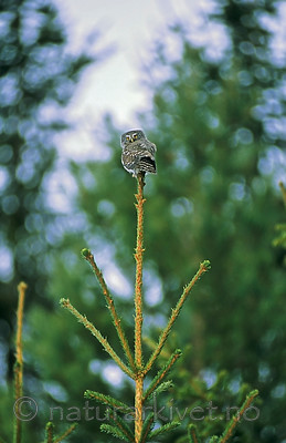 KA 17 00 0015 / Glaucidium passerinum / Spurveugle